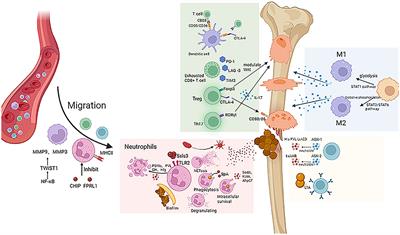 The effect of Staphylococcus aureus on innate and adaptive immunity and potential immunotherapy for S. aureus-induced osteomyelitis